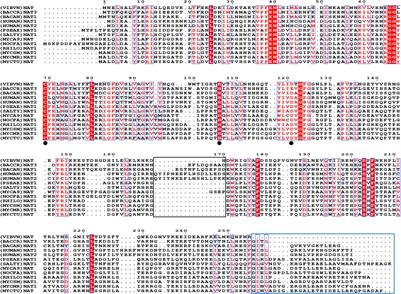 Biochemical Characterization of Arylamine N-acetyltransferases From Vibrio vulnificus